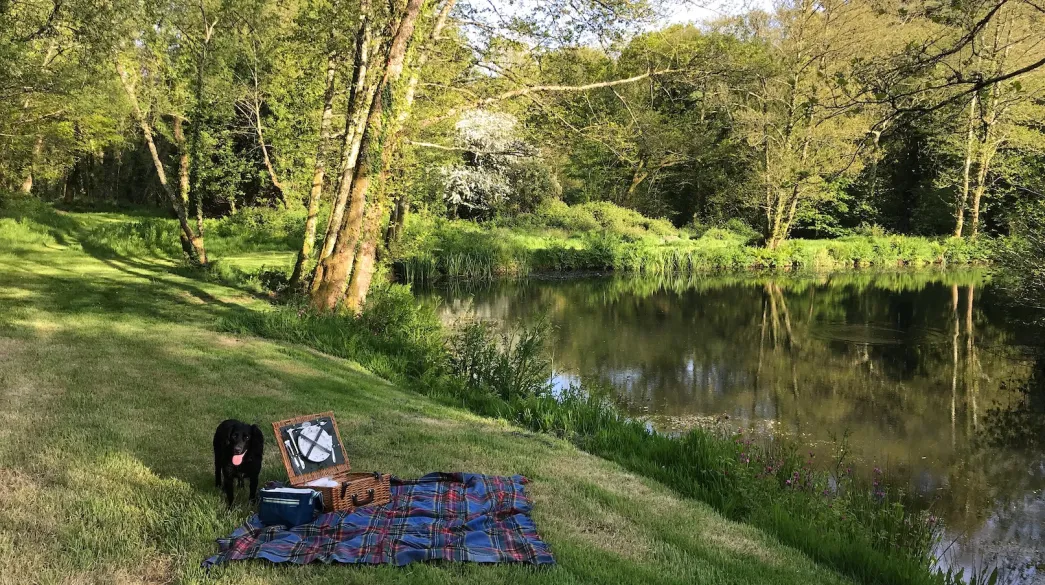 Dog having a picnic next to the Spreacombe pond.