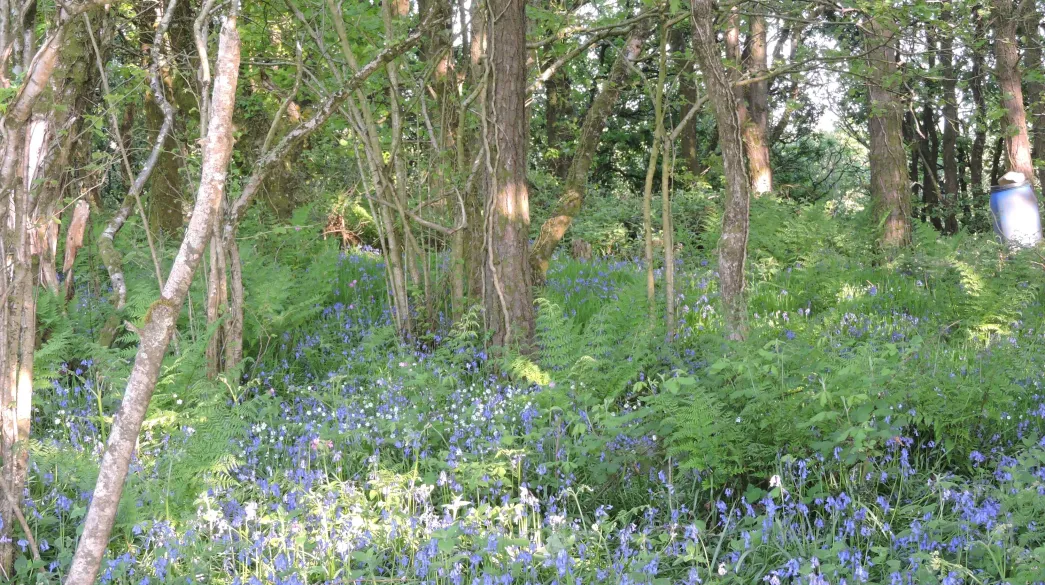 Bluebells covering the floor of a woodland