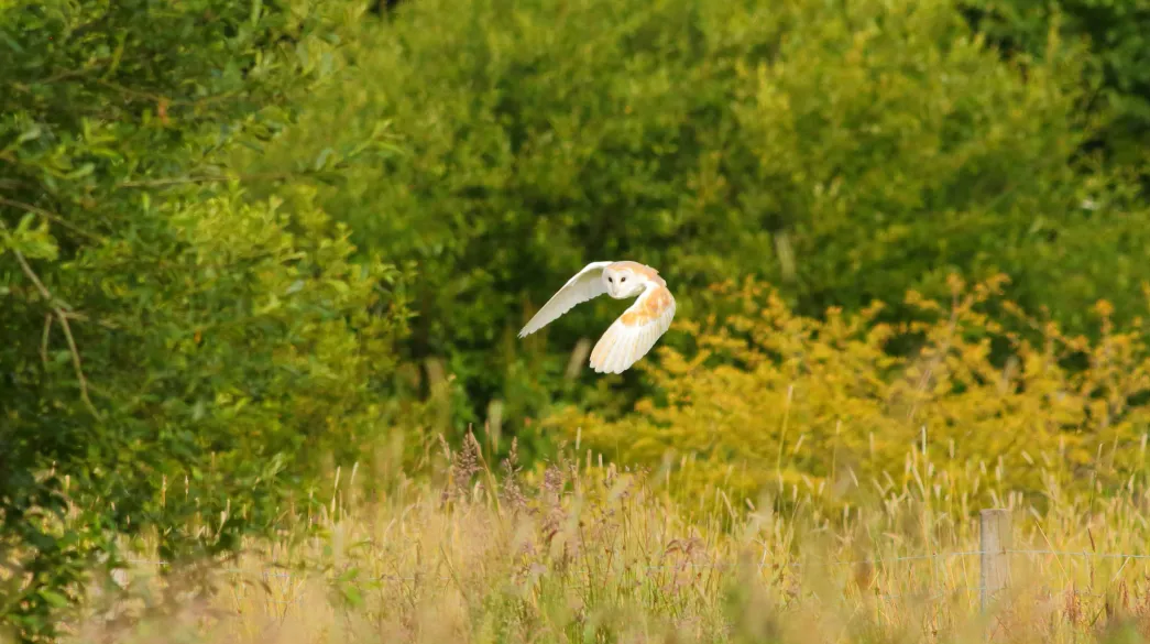 Barn owl flying above pond