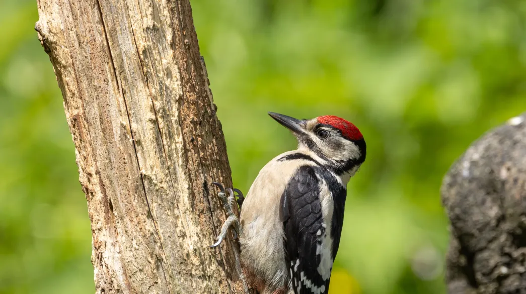 Great spotted woodpecker feeding young