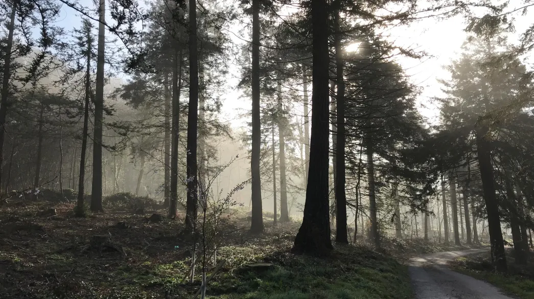 A lane running through a woodland area with bright sunlight