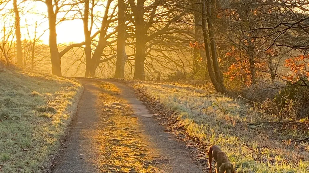A dog walking down a lane at sunset with woodland in the background