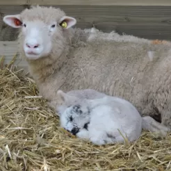 Ewe with lamb indoors
