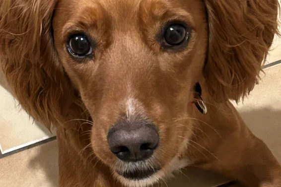 Young ginger dog