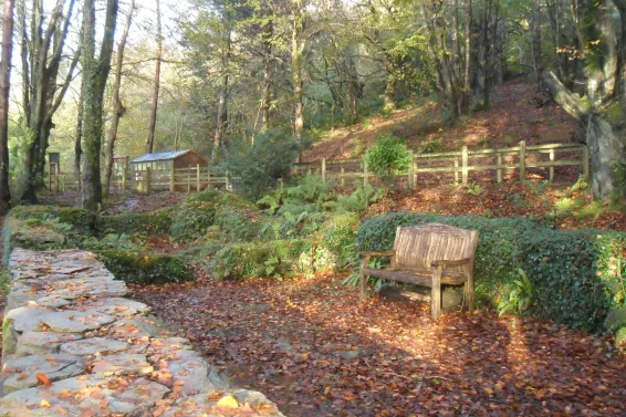 A clearing with a bench in an autumnal woodland