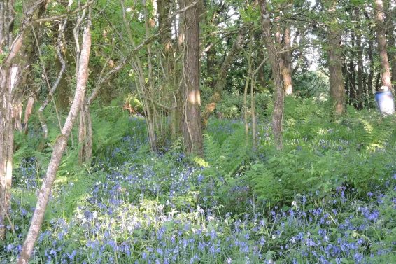 Bluebells covering the floor of a woodland