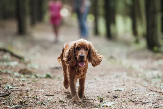 Dog walking off lead in beautiful North Devon woodlands