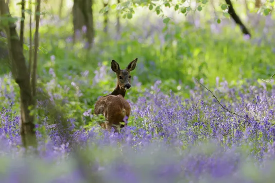 Roe Deer in Devon Woodlands
