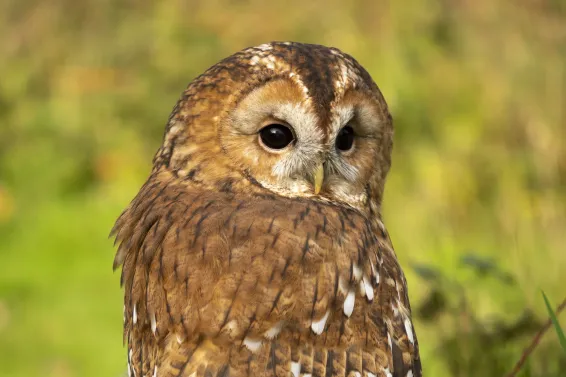 Tawny owl resting in natural setting in soft sunlight
