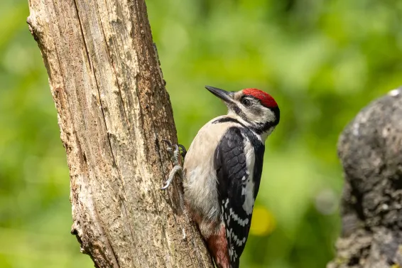 Great spotted woodpecker feeding young
