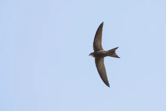 Swallow flying in blue sky