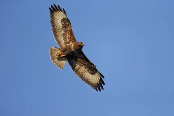 Common Buzzard flying above