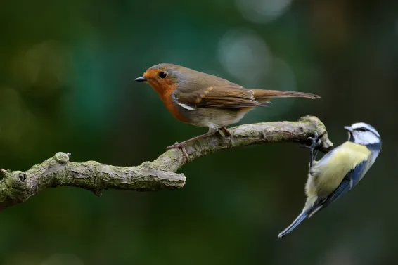 Robin and Blue Tit resting on a branch