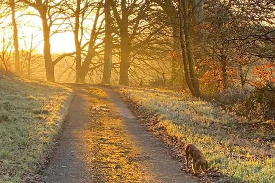 A dog walking down a lane at sunset with woodland in the background