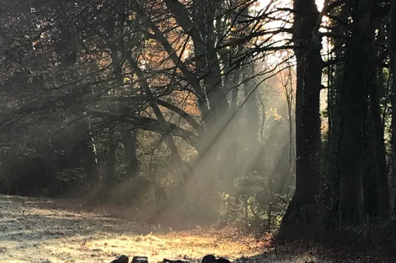 Rays of light pouring between trees on a frosty morning