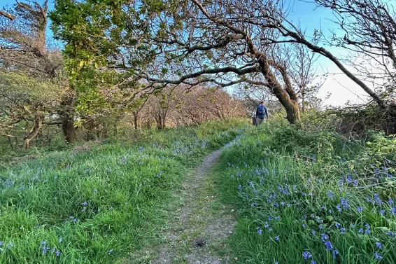Path through a bluebell wood