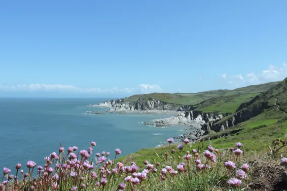 View of pink flowers and the coastline to Bull Point Lighthouse, near Mortehoe, North Devon