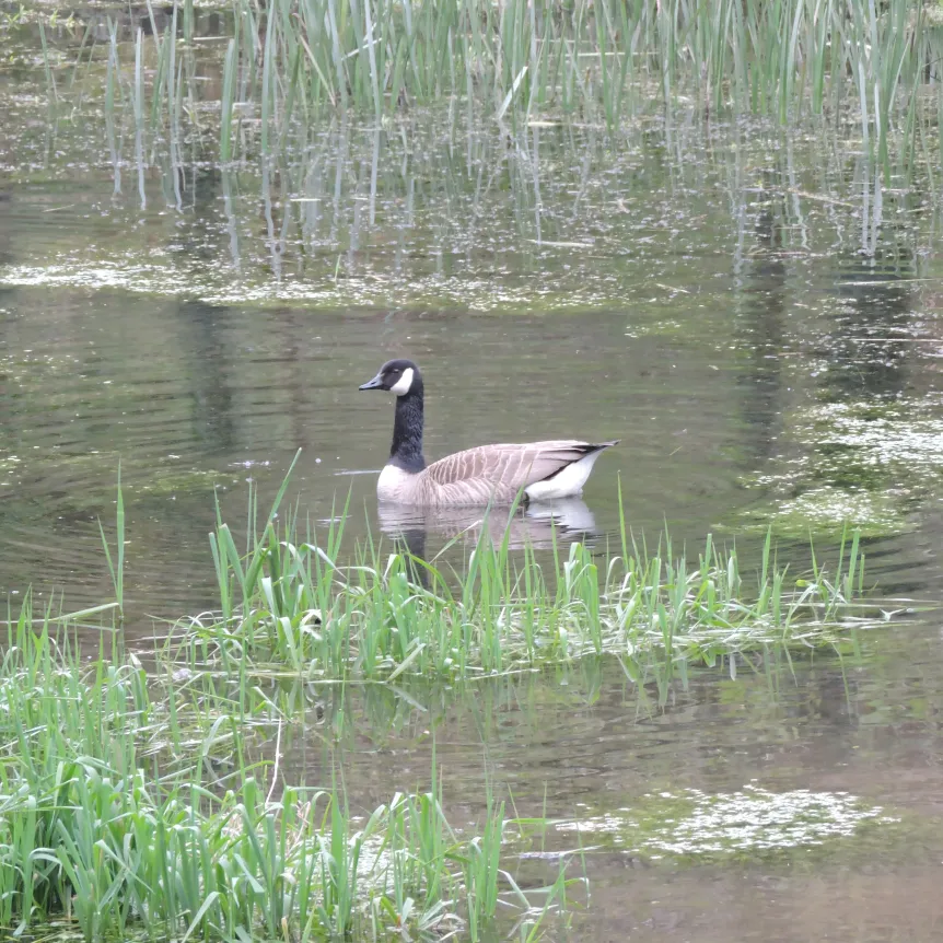 Goose on our private pond