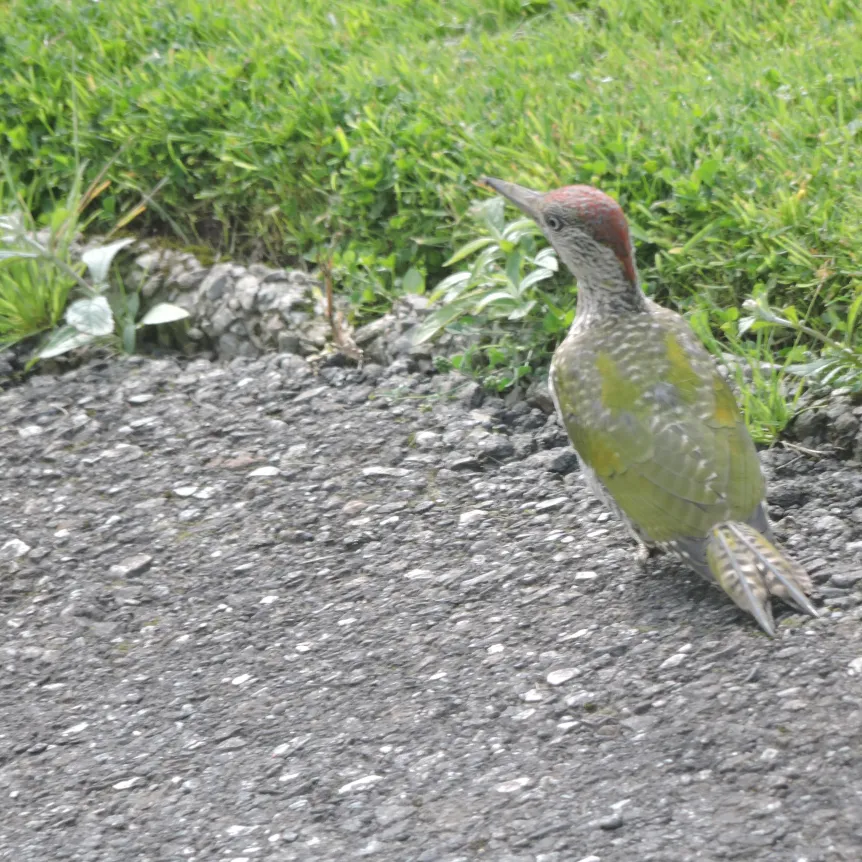 Green woodpecker on the ground at Spreacombe