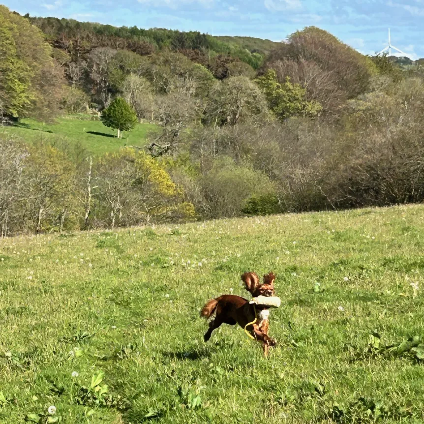 Dog running in the countryside bringing back a toy