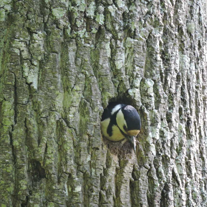 Red woodpecker chick at Spreacombe peeping from nest in tree