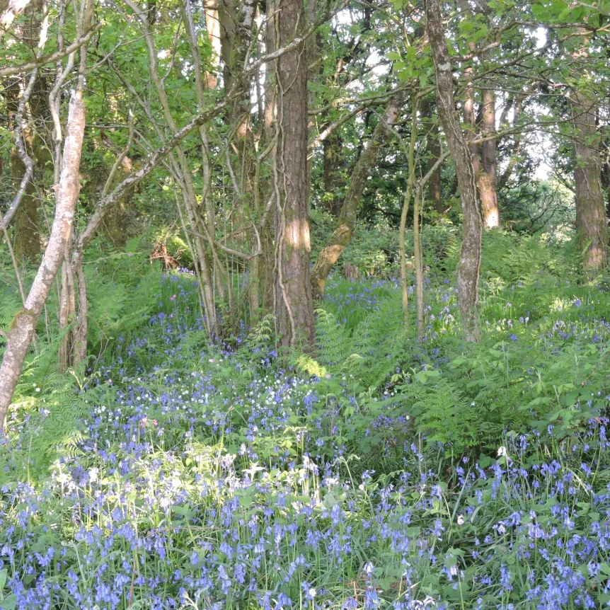 Bluebells covering the floor of a woodland