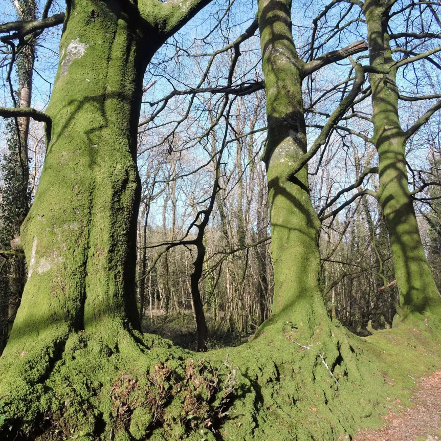 Winter trees lining a lane with more woodland in the background