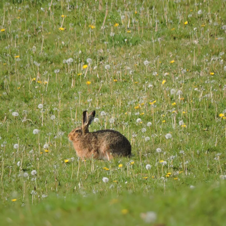 A wild hare sitting in a field