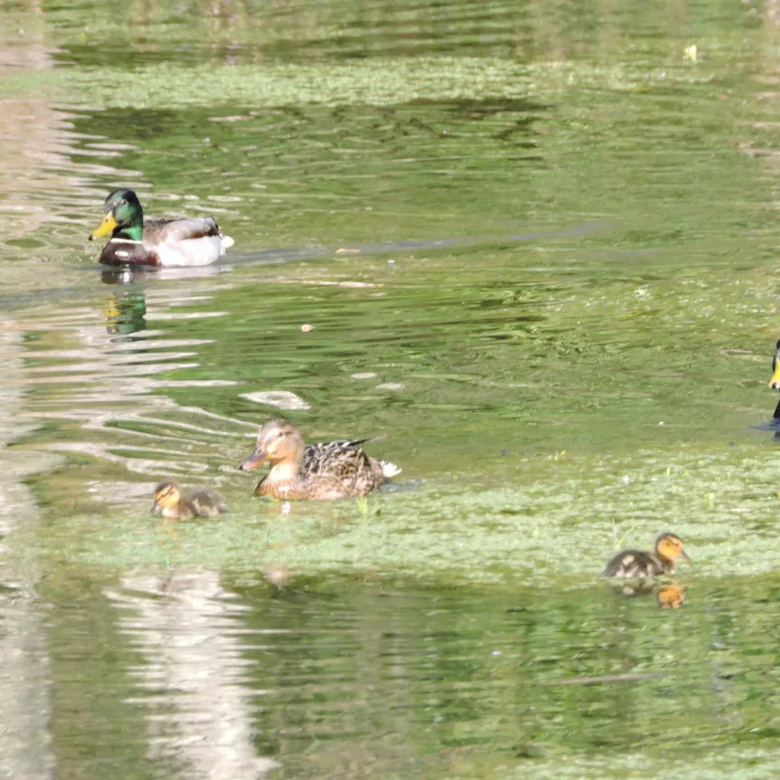 A group of Mallard ducks swimming on a pond