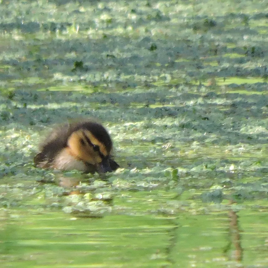 A duckling swimming on a pond
