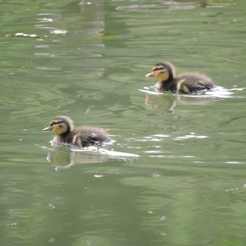 two ducklings swimming on our private pond