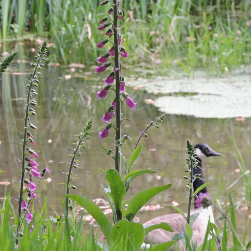 A Canada Goose on a pond with foxglove flowers in the foreground