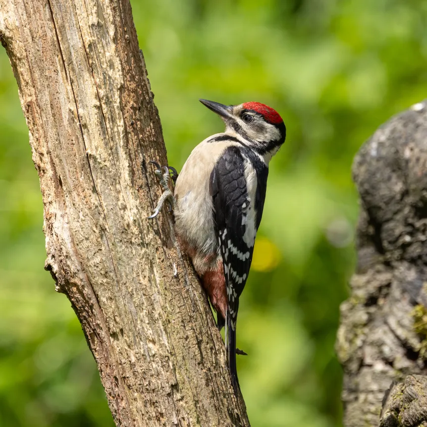 Great spotted woodpecker feeding young