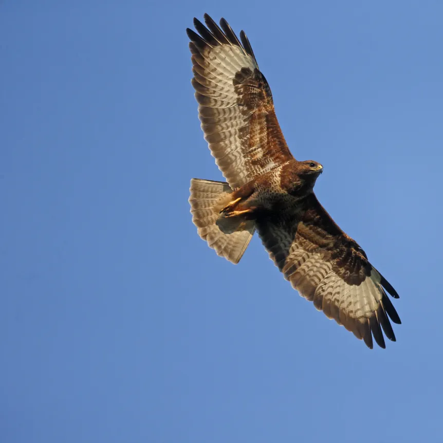 Common Buzzard flying above