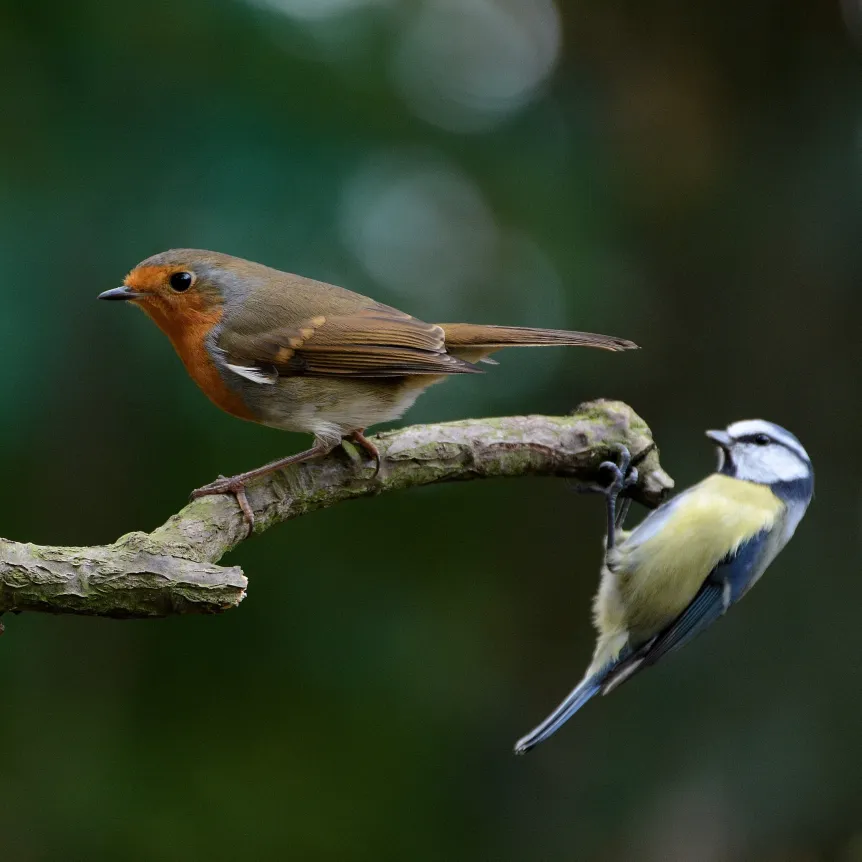 Robin and Blue Tit resting on a branch