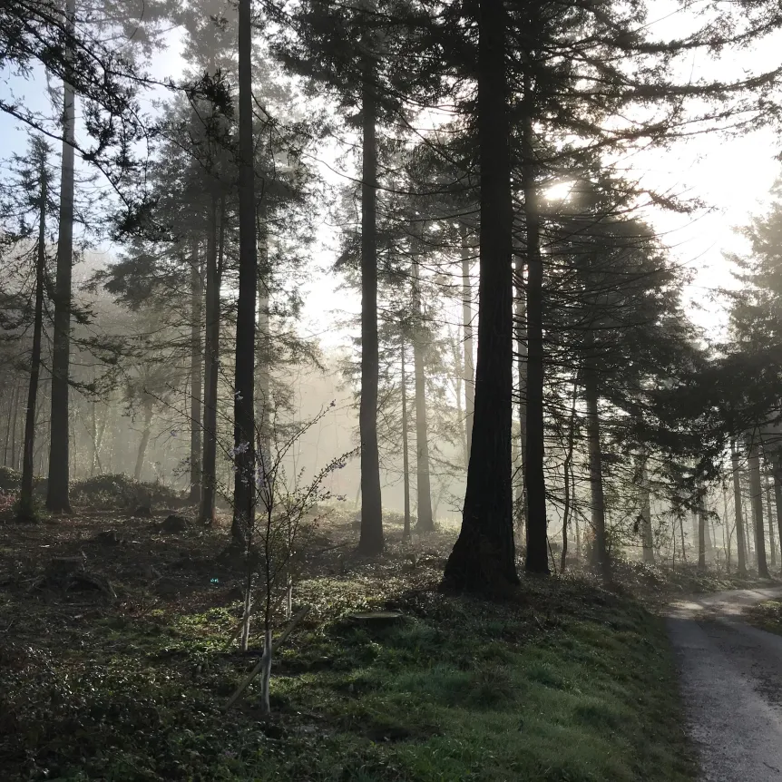 A lane running through a woodland area with bright sunlight
