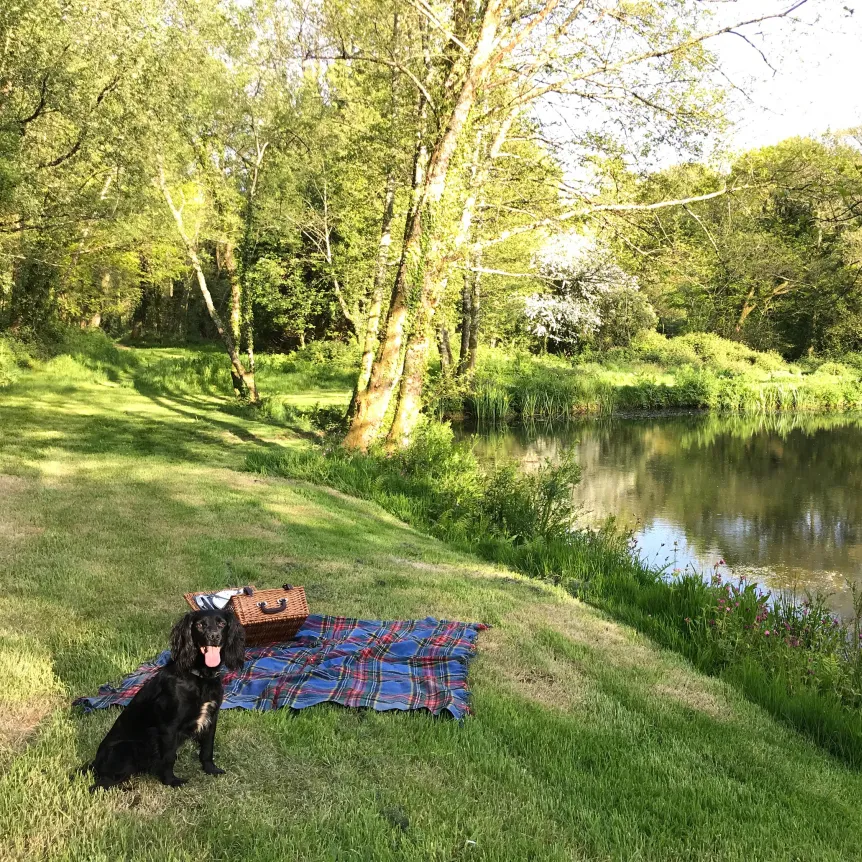 A dog sitting by a picnic blanket on the bank of a pond with woodland in the background