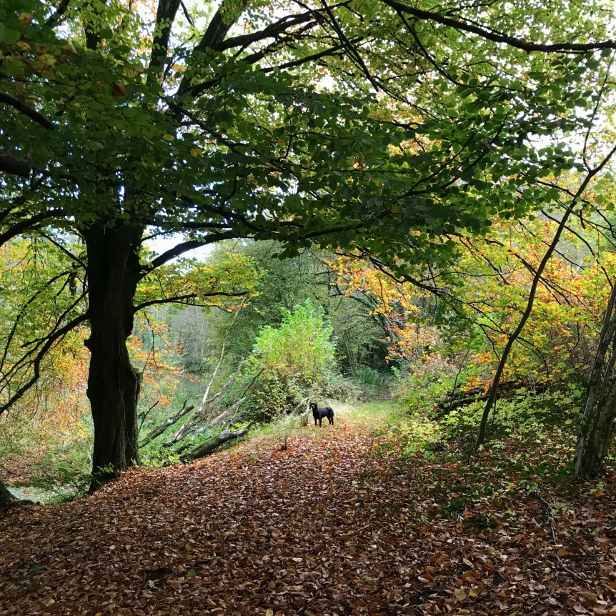 A dog standing in the middle of a clearing in an autumnal woodland
