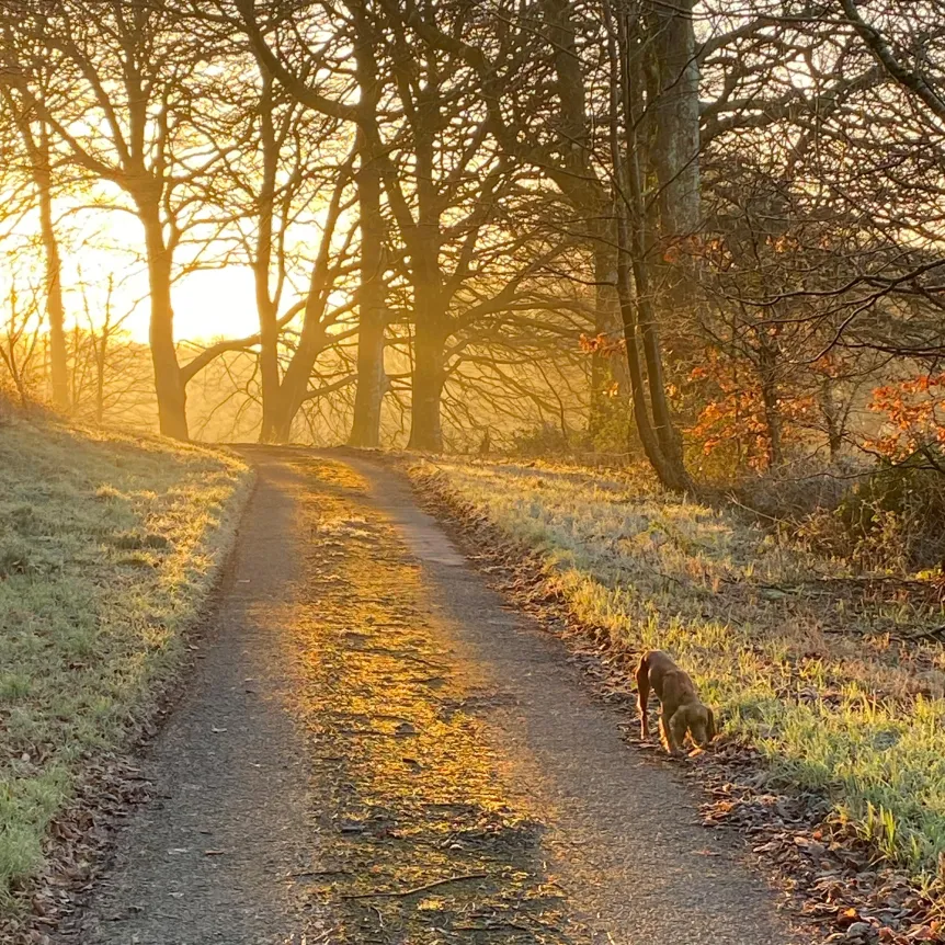 A dog walking down a lane at sunset with woodland in the background