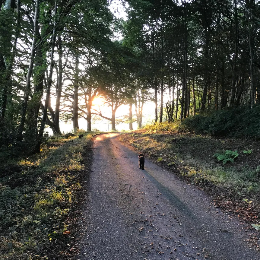 A dog walking down a woodland lined lane at sunrise