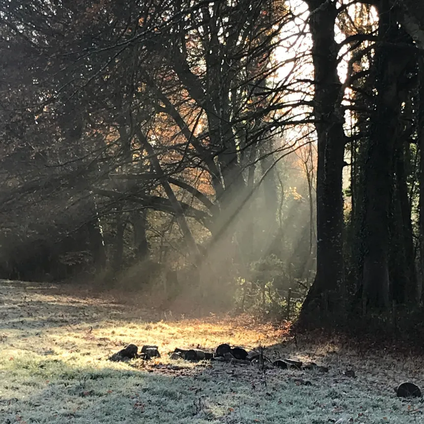 Rays of light pouring between trees on a frosty morning