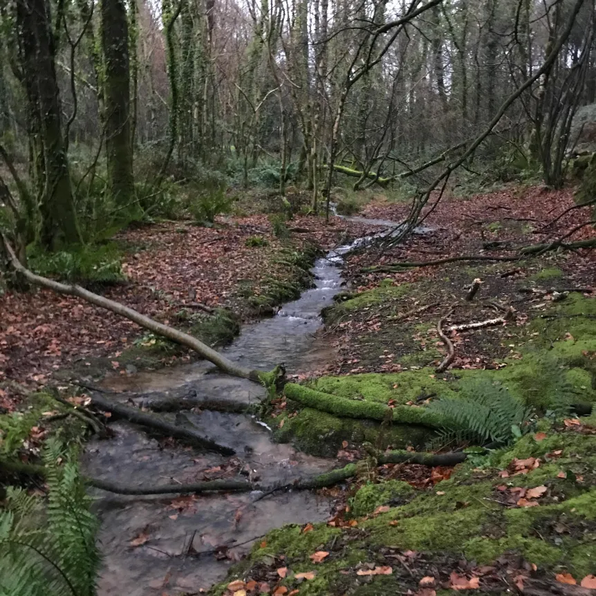 A stream running through the middle of a wet autumnal woodland