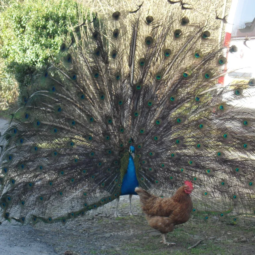 Sadly missed, our resident peacock in former glory