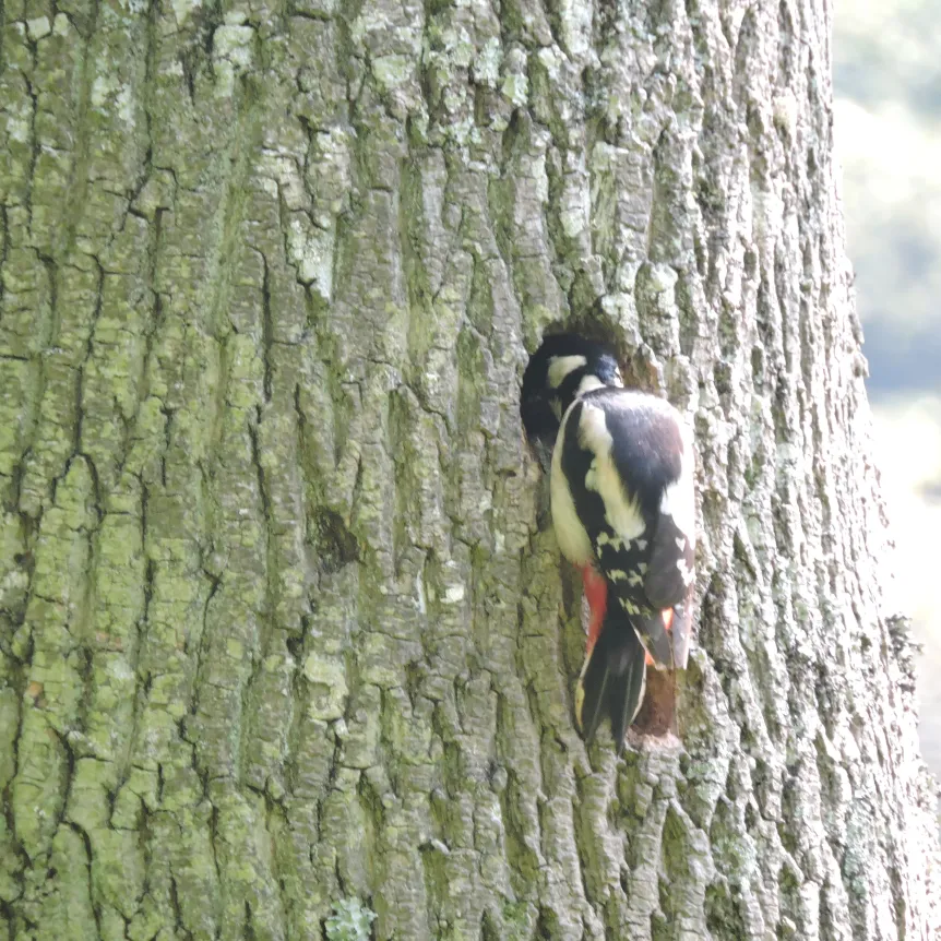 Red woodpecker feeding chick at Spreacombe