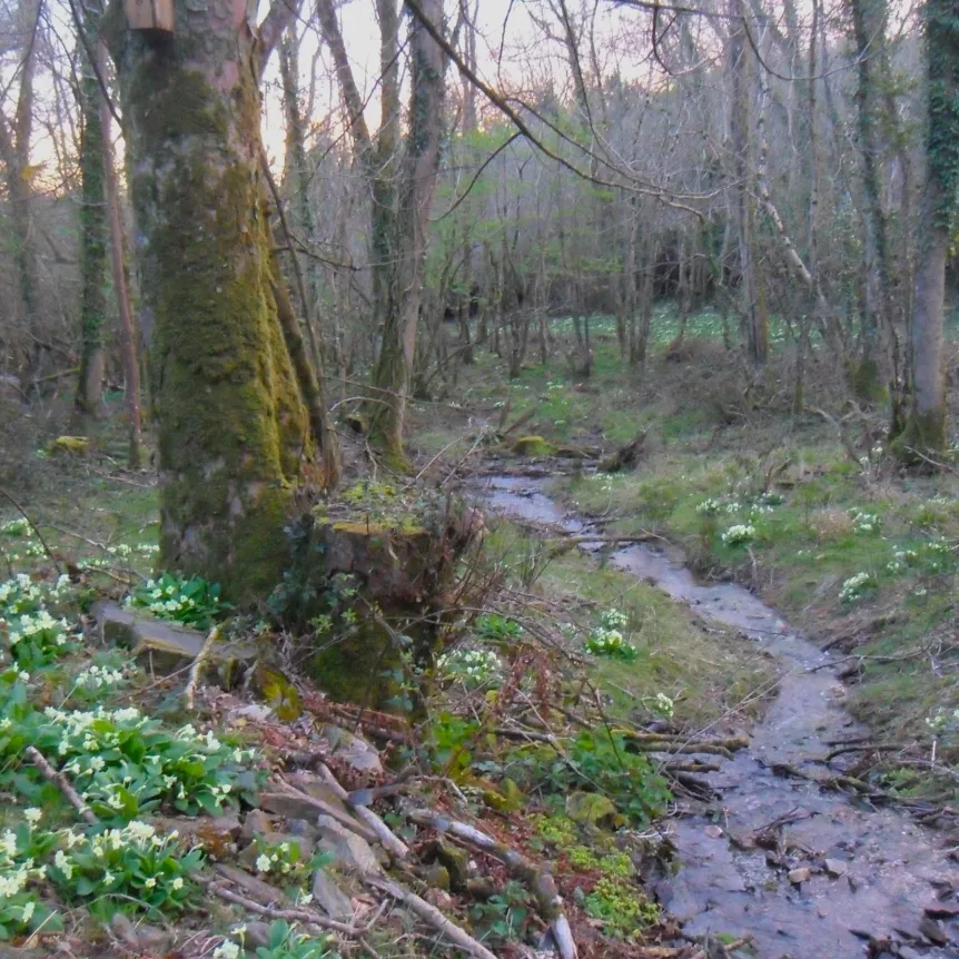 A stream in the middle of an early spring woodland with primrose flowers on the bank