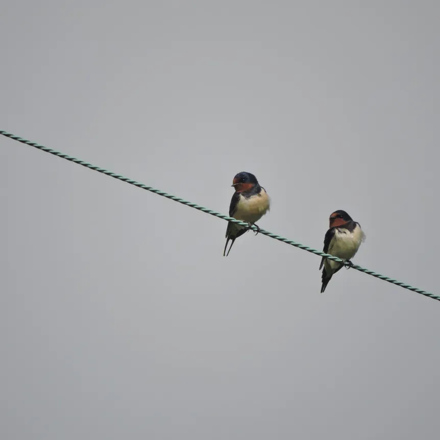 Two swallows perched on a wire against a grey sky