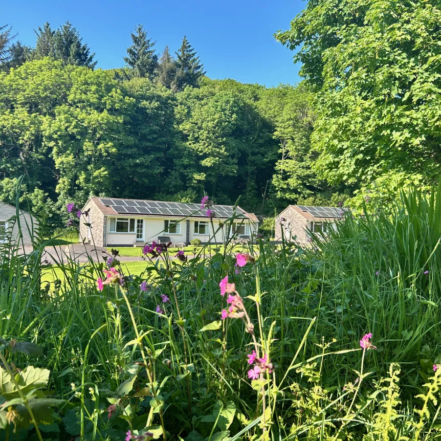 Looking through a wildlife hedge with pink flowers towards Hibiscus Cottage 