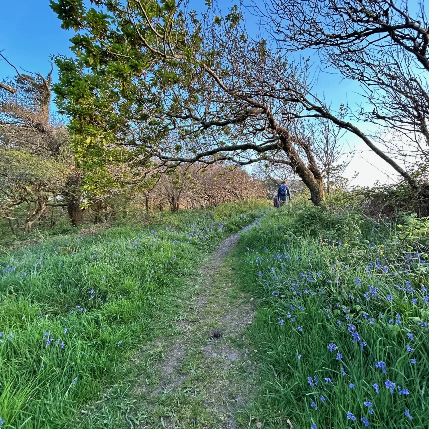 Path through a bluebell wood