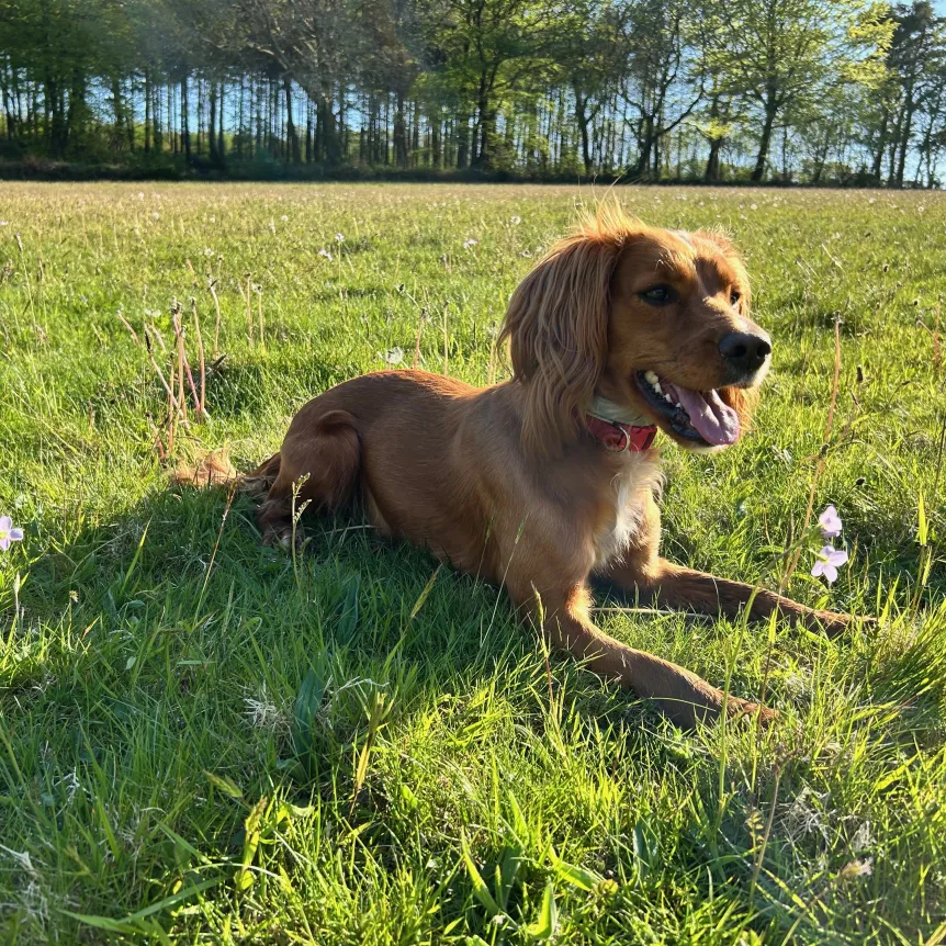Dog lying in a grassy field with wild flowers