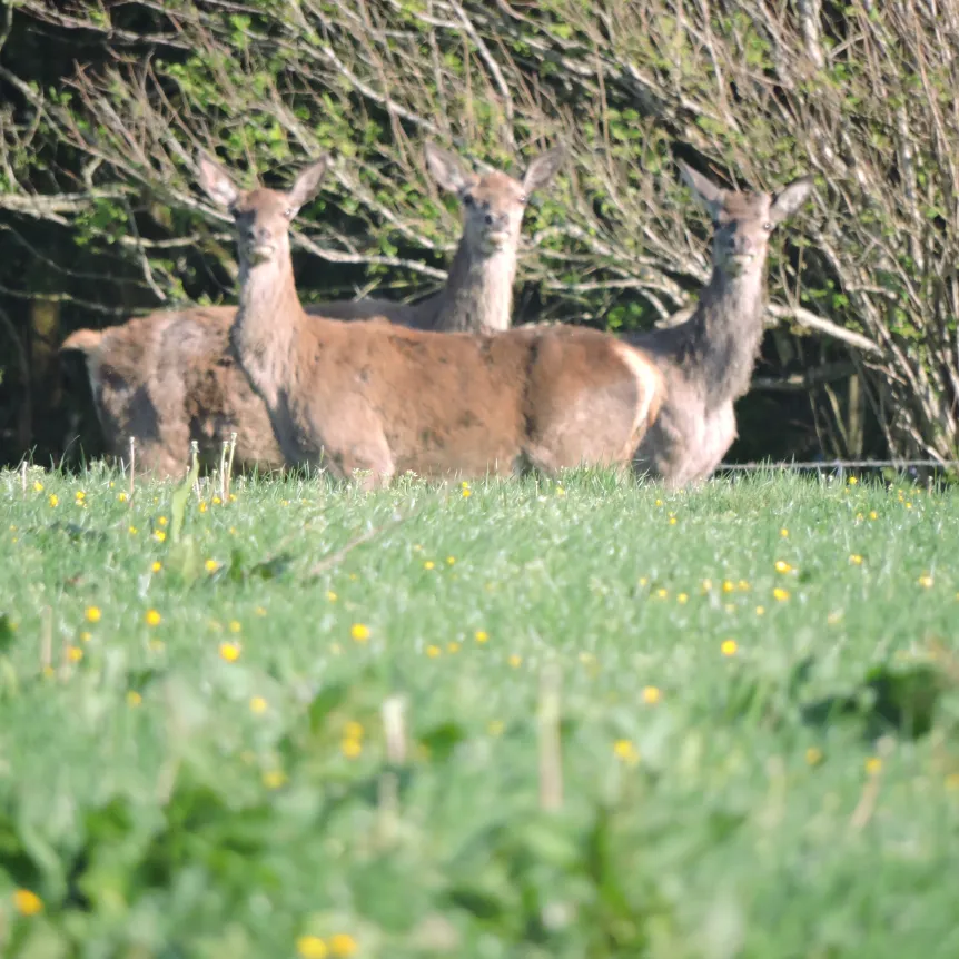 3 deer in a grassy field near to the wood